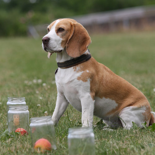 beagle-æble