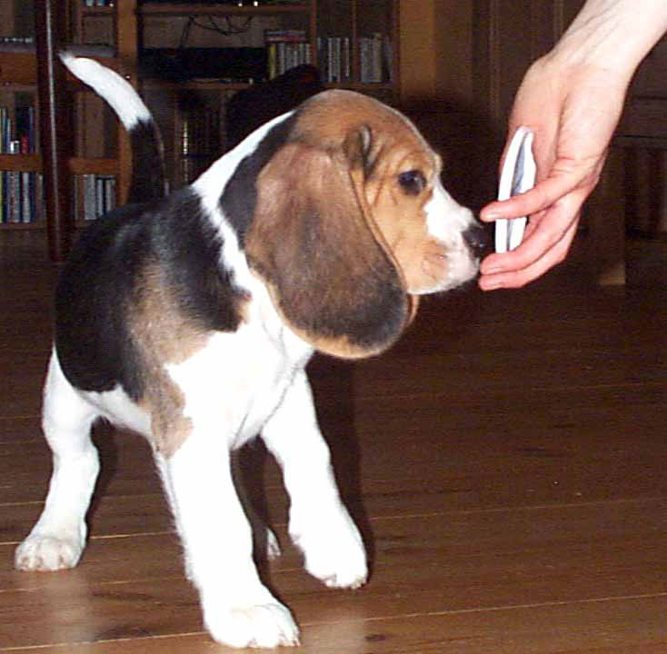 beagle-snudetarget